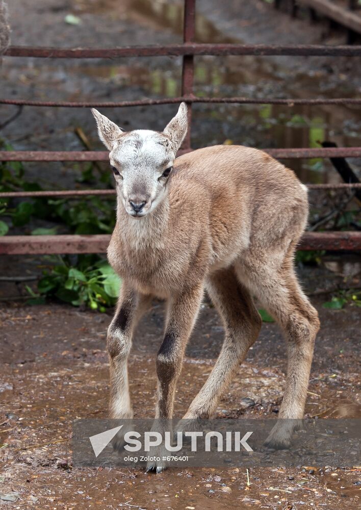 Calf of European moufflon in Nizhny Novgorod zoo Limpopo