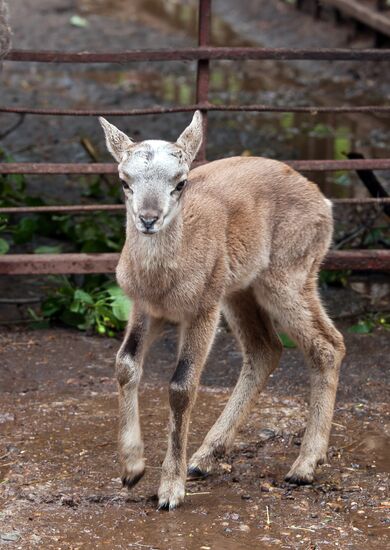 Calf of European moufflon in Nizhny Novgorod zoo Limpopo