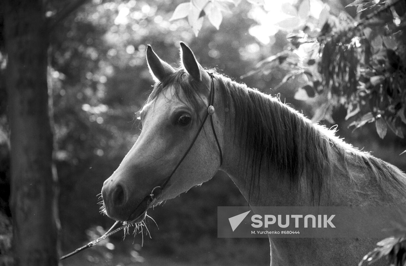 Tersk stud farm