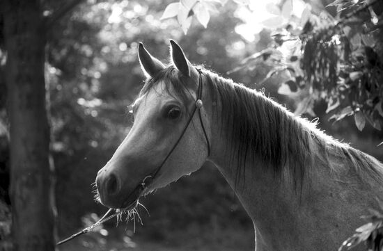 Tersk stud farm