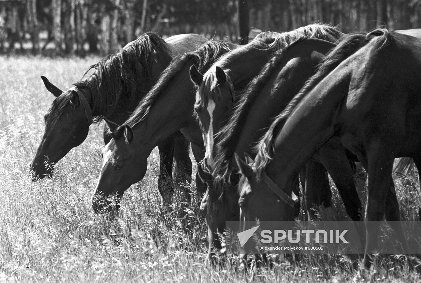 Herd of horses