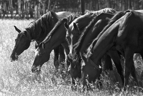 Herd of horses