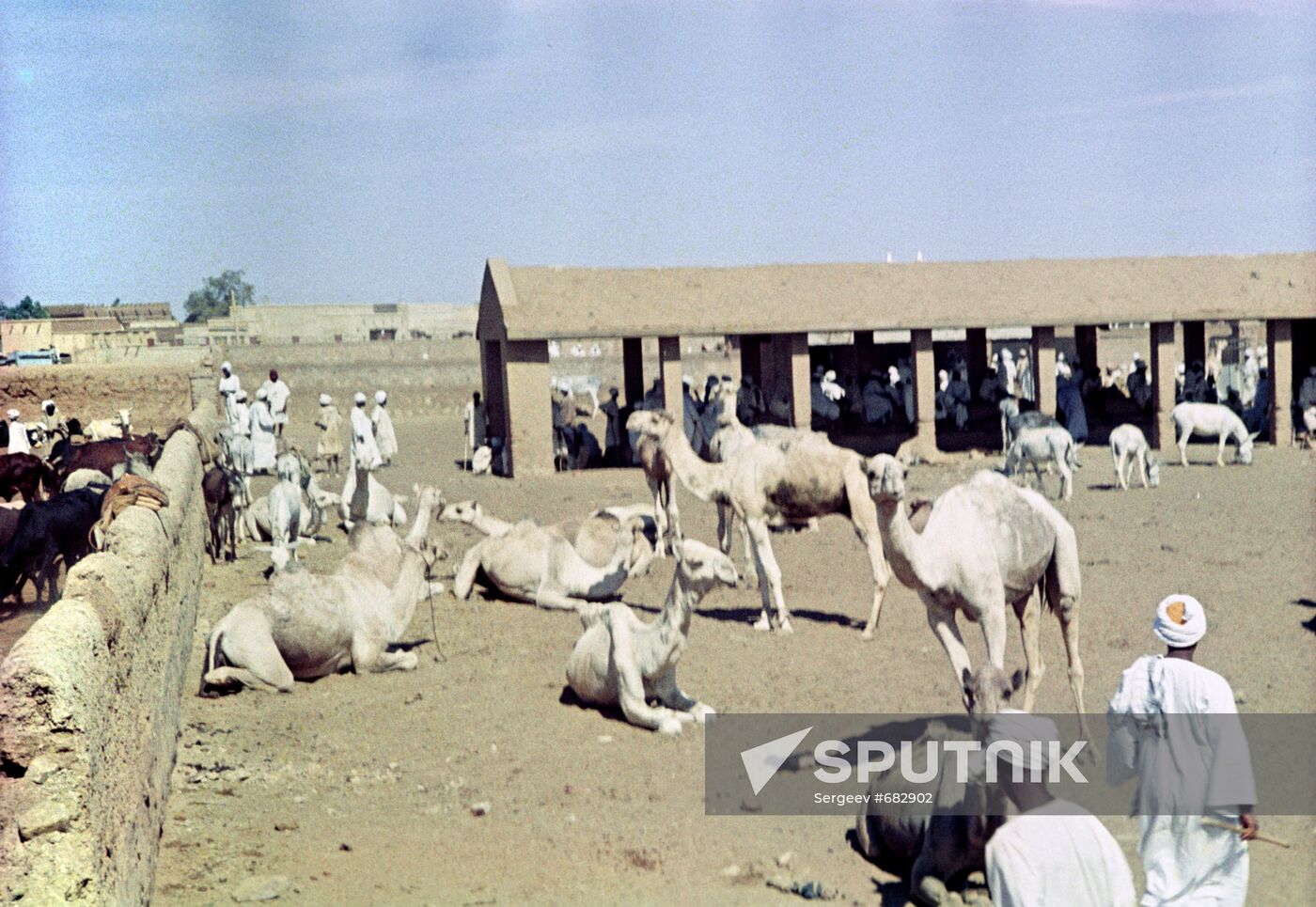 Camel market