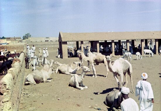 Camel market