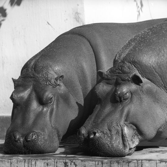 Photo series "Moscow Zoo"