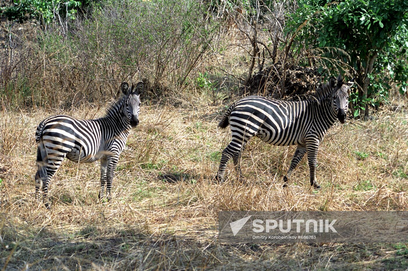 Zebras