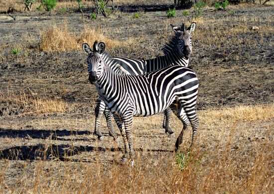 Zebras