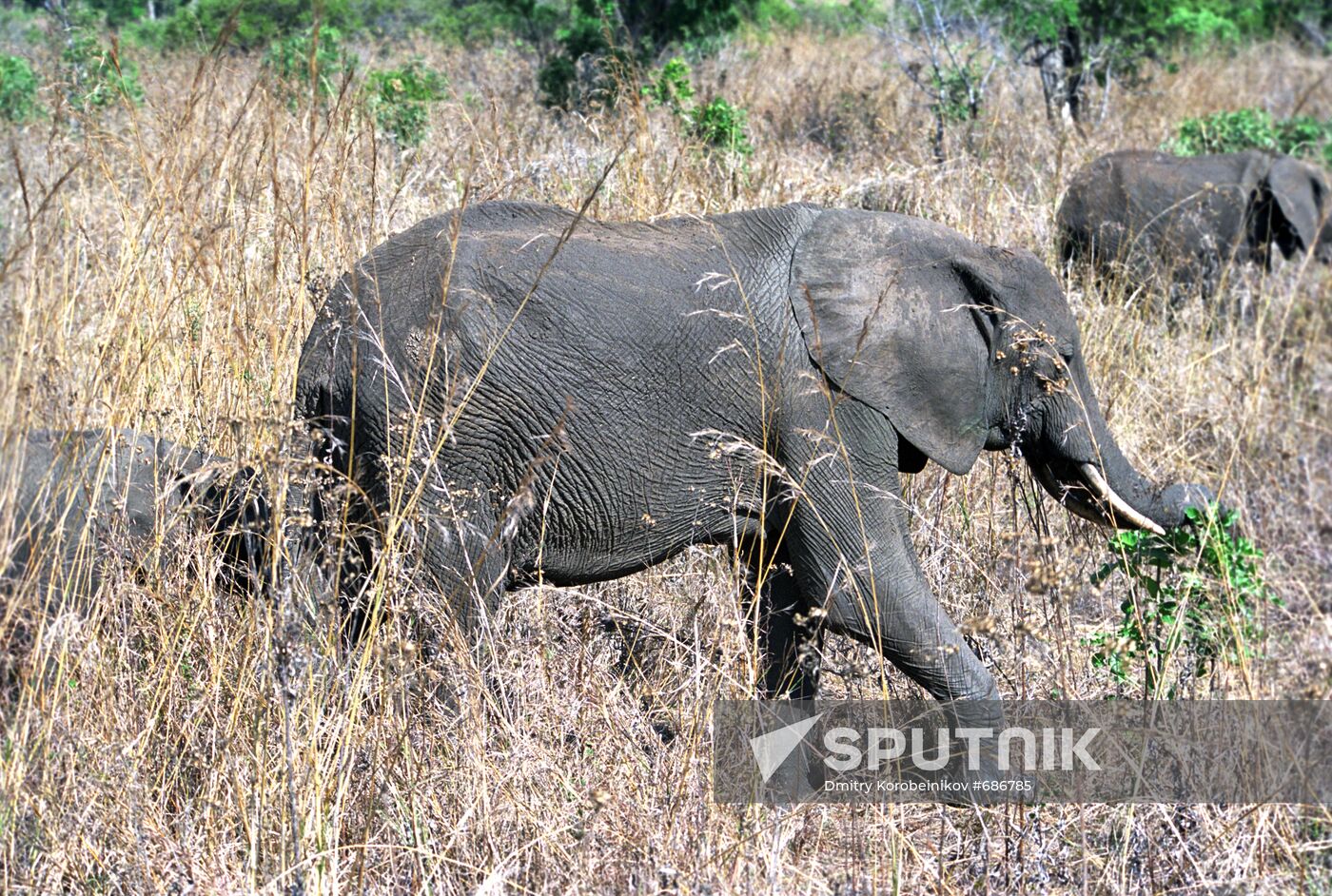 Elephants
