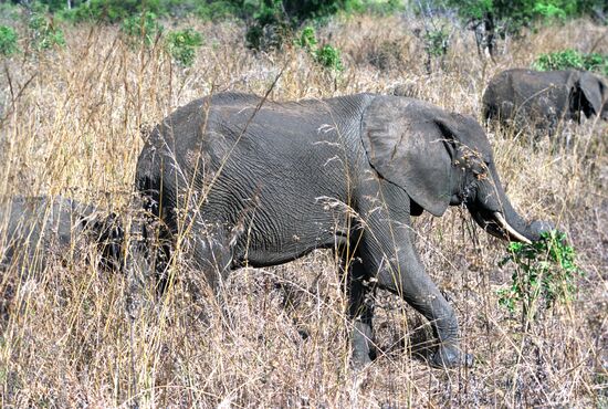Elephants