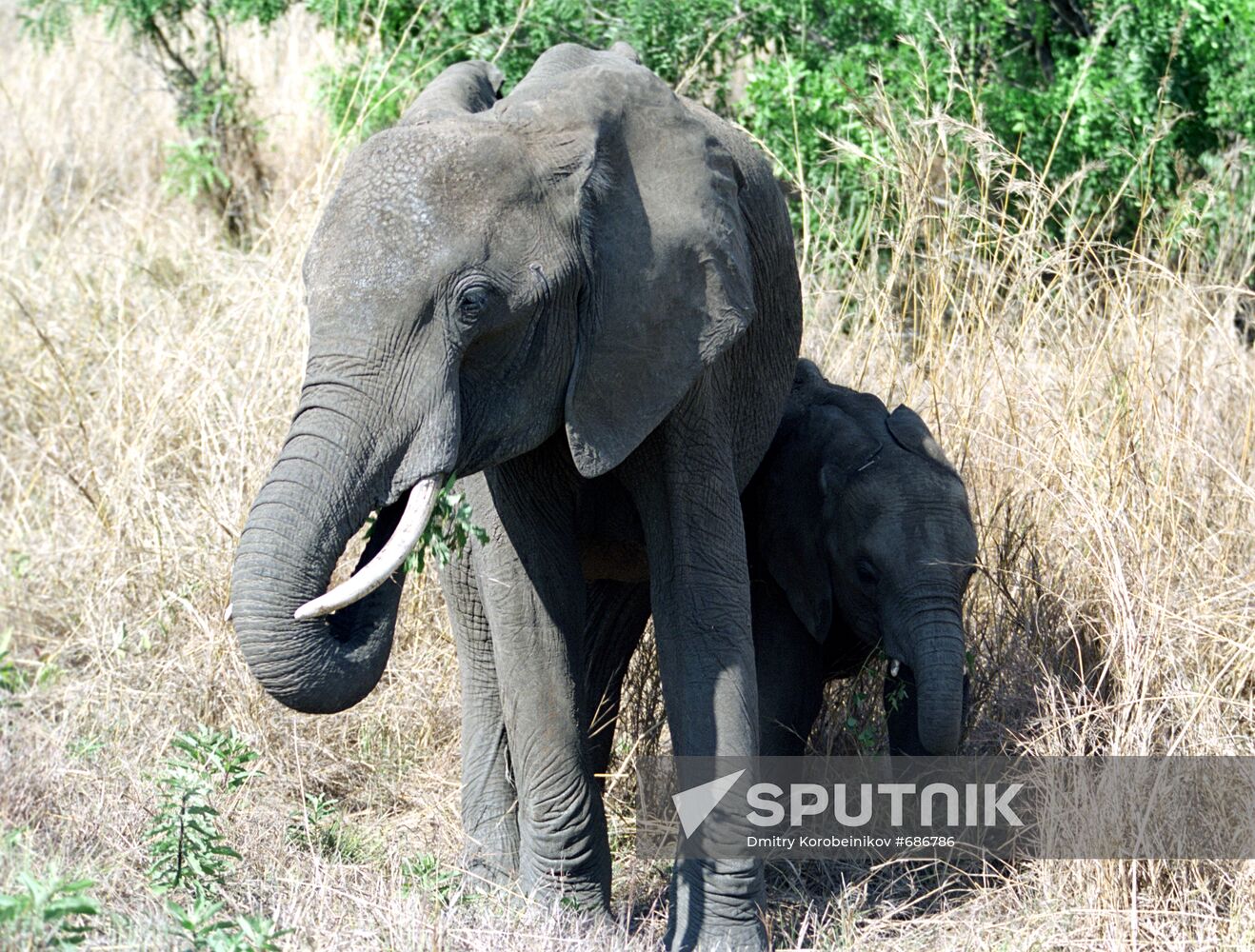 Elephant family
