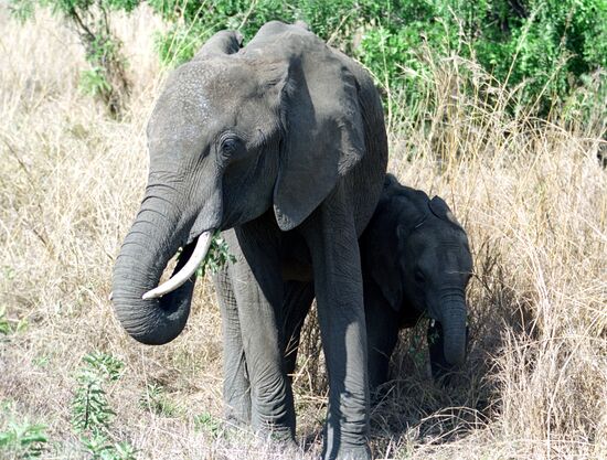 Elephant family