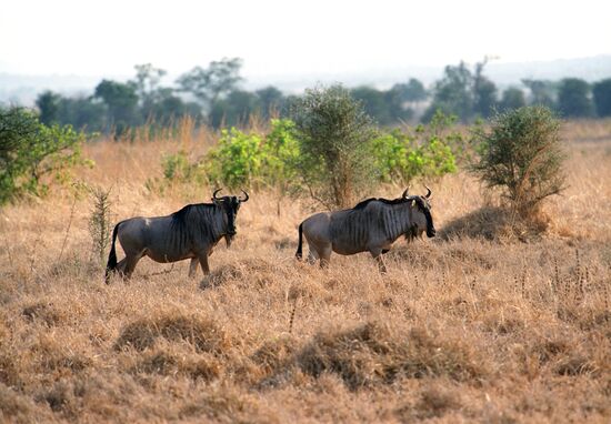 Wildebeests