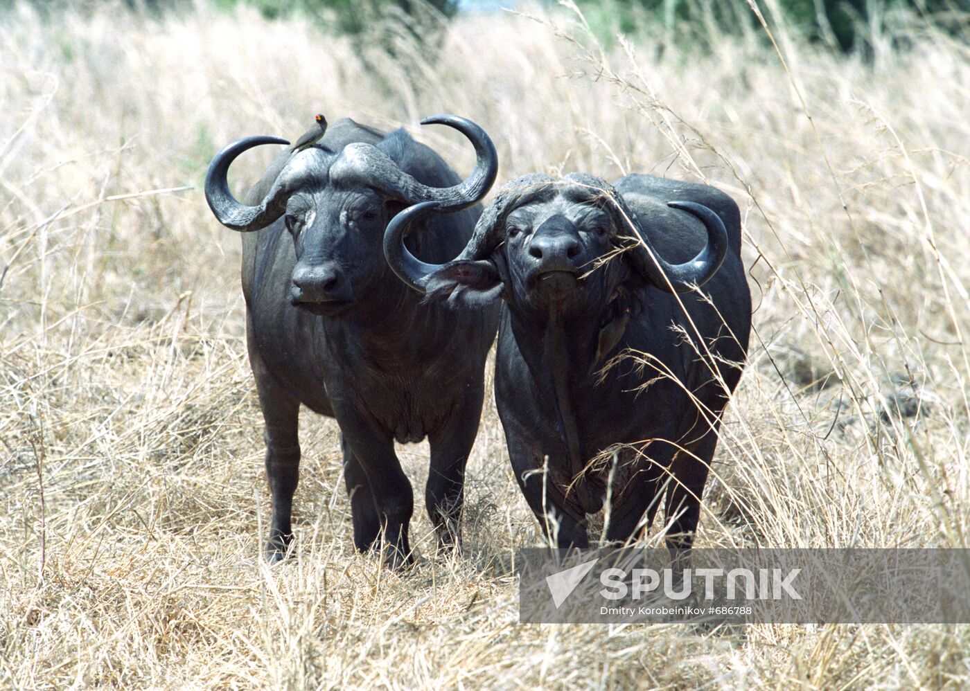 Buffaloes