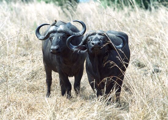 Buffaloes