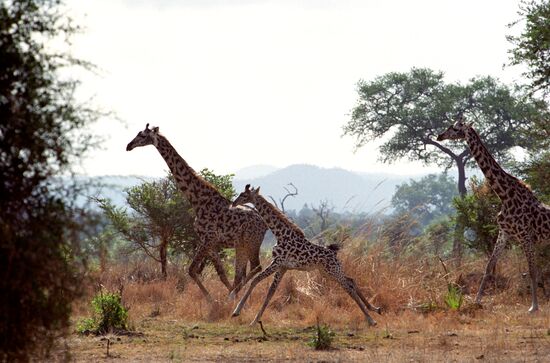 Giraffes