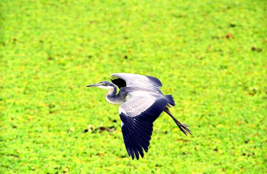 Heron
