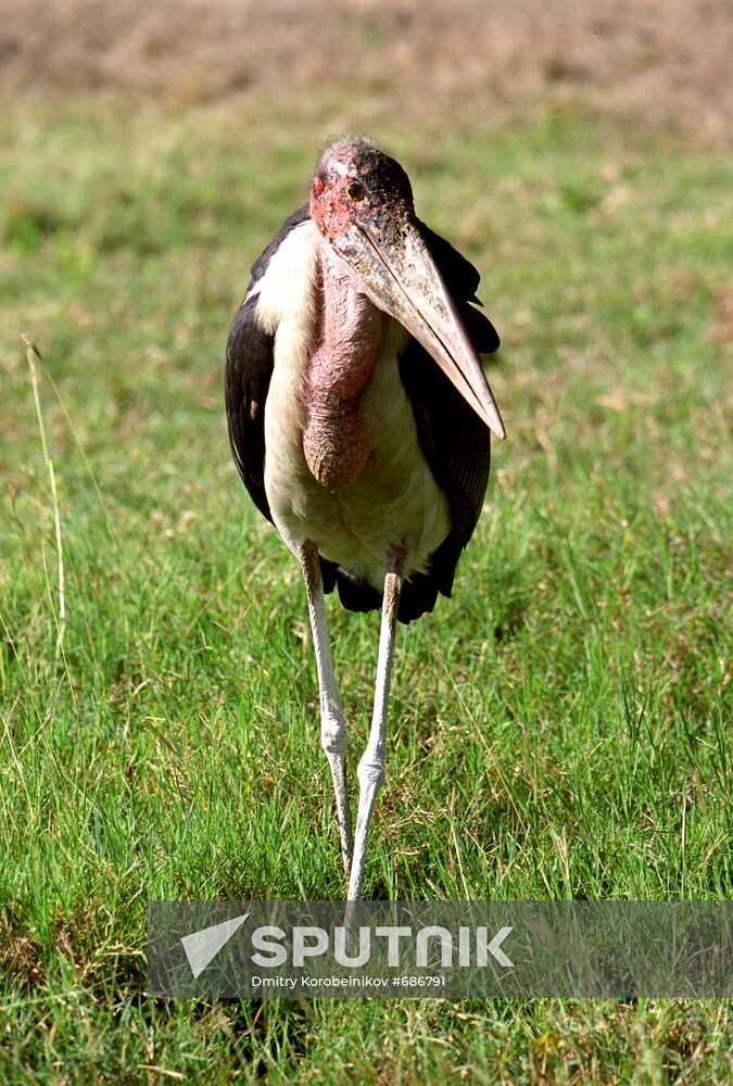 Marabou