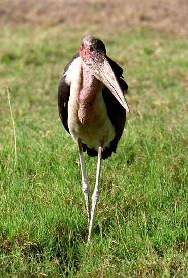 Marabou