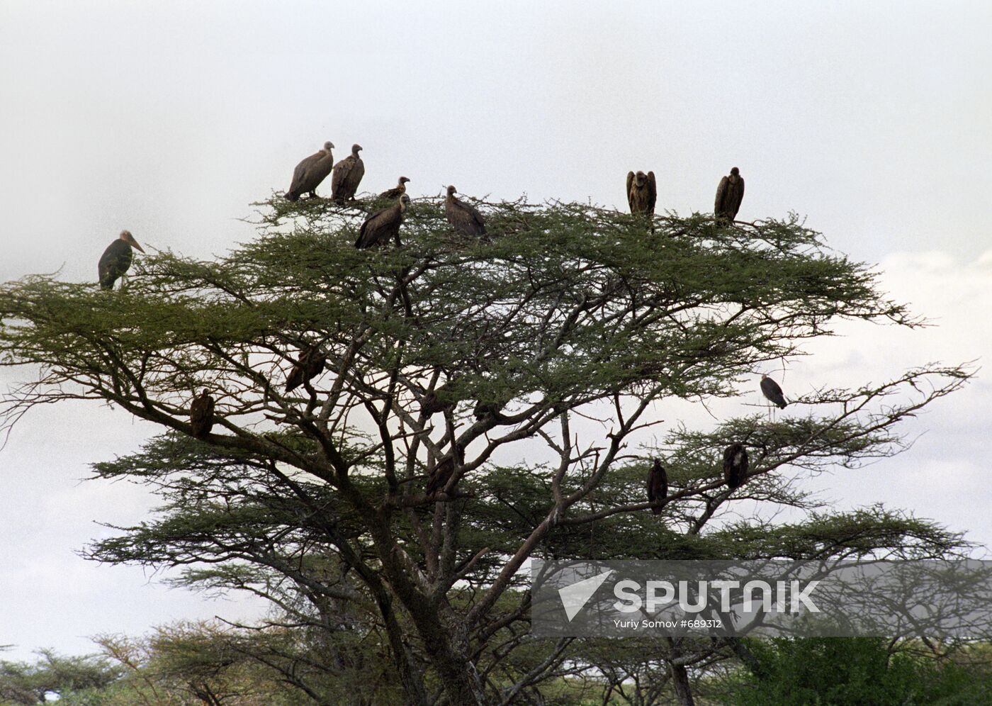Vultures