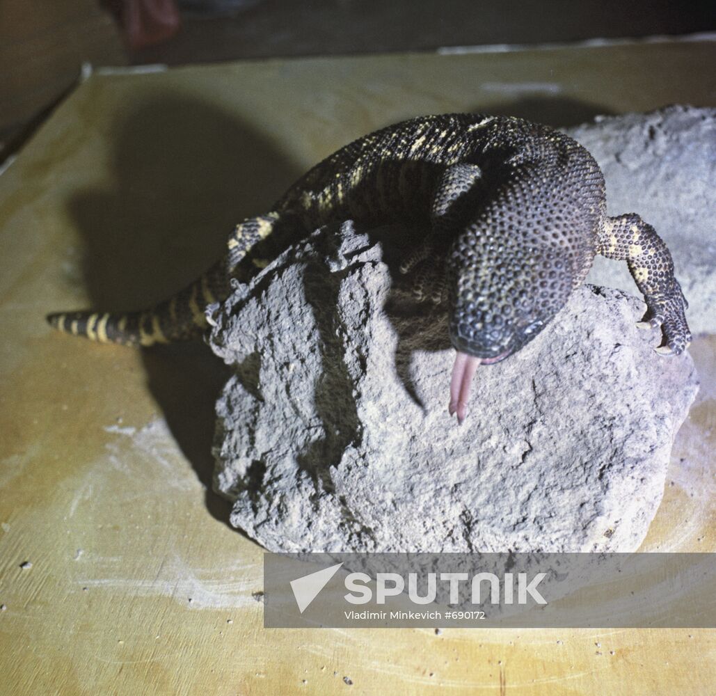 Beaded lizard