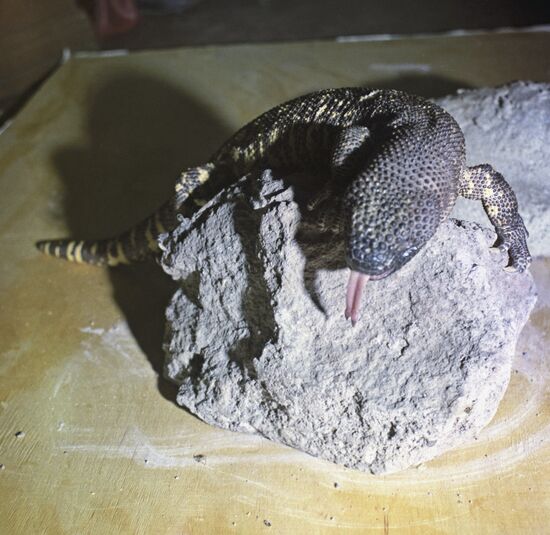 Beaded lizard