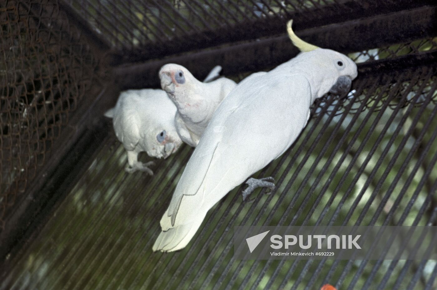 Cockatoo at the Moscow Zoo