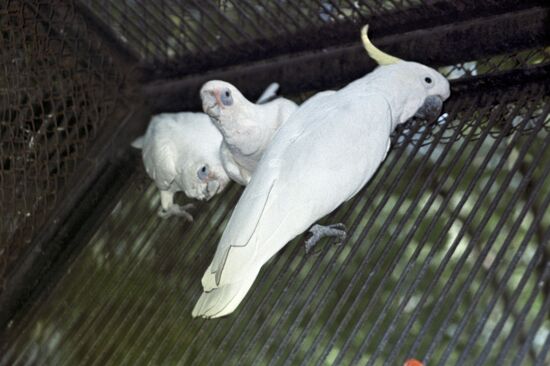 Cockatoo at the Moscow Zoo