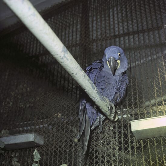 Hyacinth Macaw at the Moscow Zoo