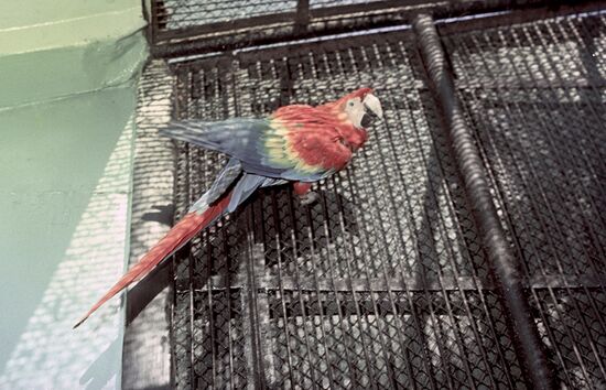 Scarlet Macaw at the Moscow Zoo