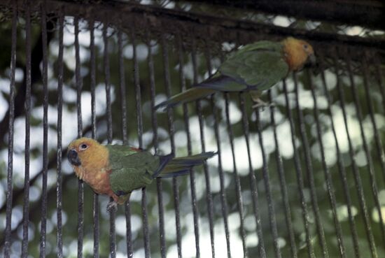 Jandaya Parakeet in the cage, the Moscow Zoo