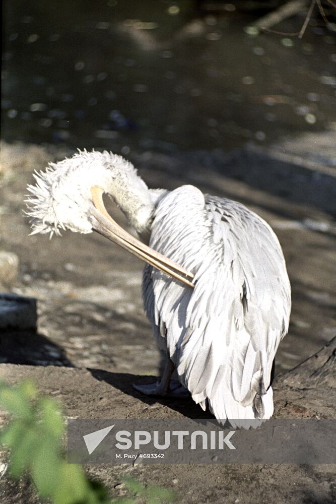 Pelican at the Moscow Zoo