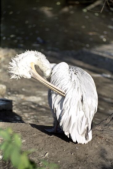 Pelican at the Moscow Zoo