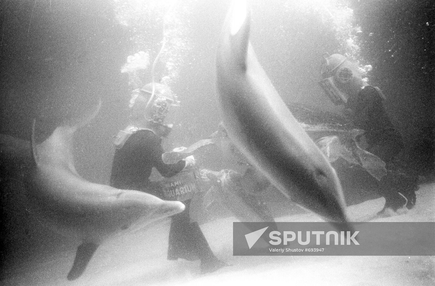 Oceanarium employees under water with dolphins