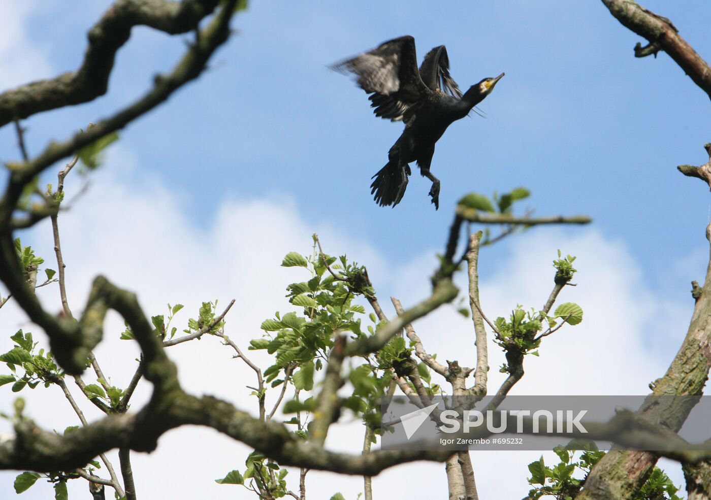 Cormorant on Red List of Endangered Species of Russia