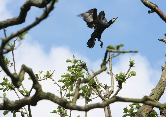 Cormorant on Red List of Endangered Species of Russia