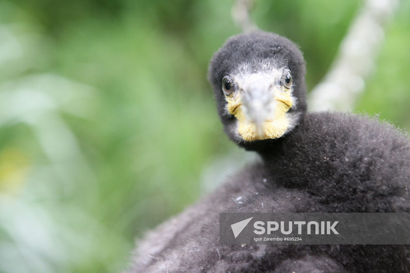 Cormorant on Red List of Endangered Species of Russia