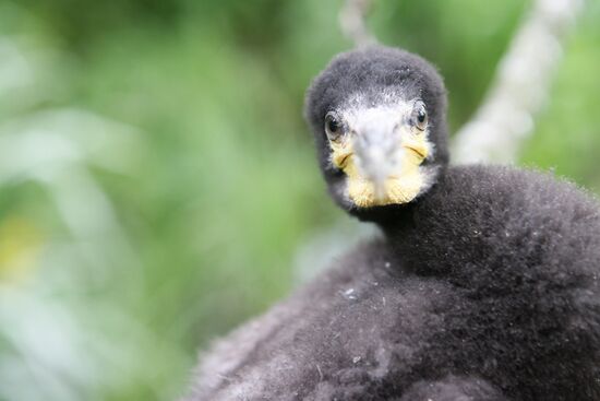 Cormorant on Red List of Endangered Species of Russia