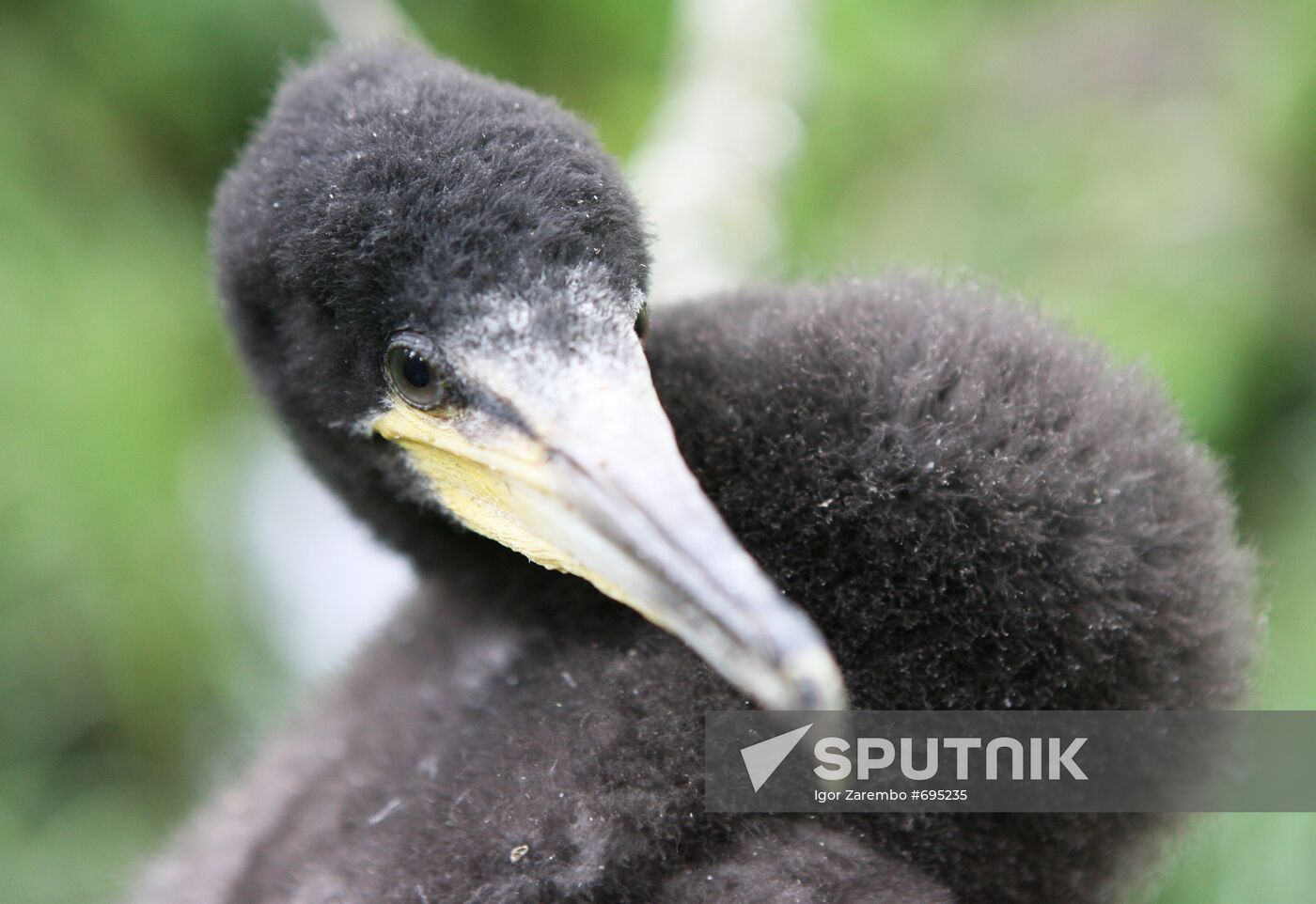 Cormorant on Red List of Endangered Species of Russia
