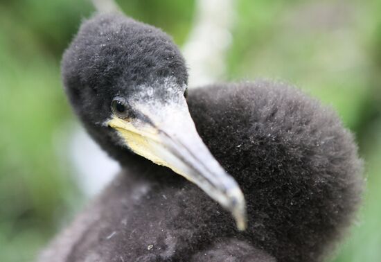 Cormorant on Red List of Endangered Species of Russia