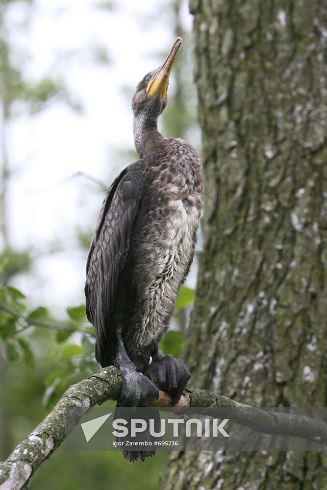 Cormorant on Red List of Endangered Species of Russia