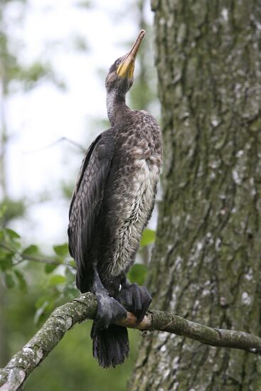 Cormorant on Red List of Endangered Species of Russia