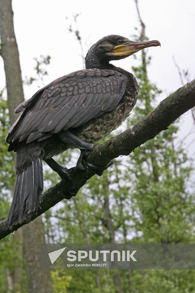Cormorant on Red List of Endangered Species of Russia