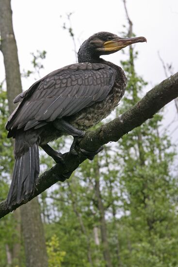 Cormorant on Red List of Endangered Species of Russia