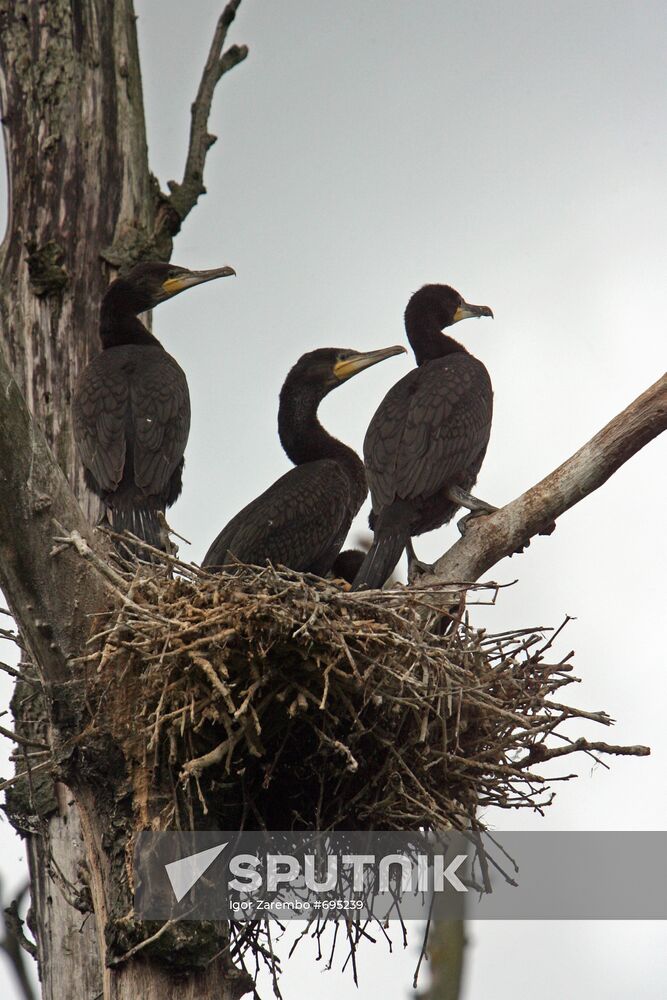 Cormorant on Red List of Endangered Species of Russia