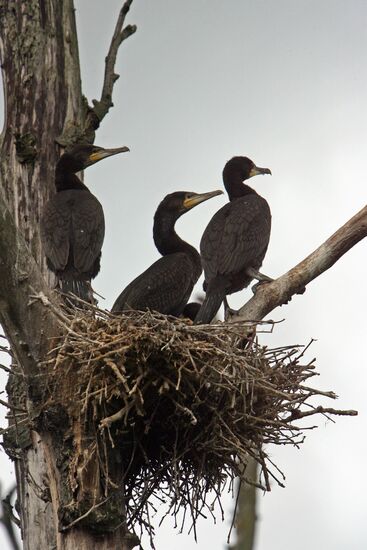 Cormorant on Red List of Endangered Species of Russia