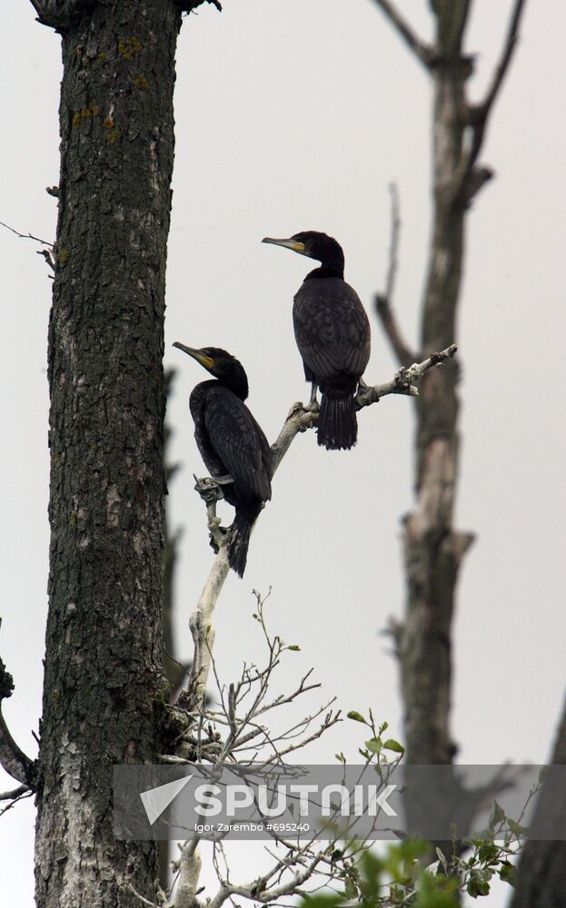 Cormorant on Red List of Endangered Species of Russia