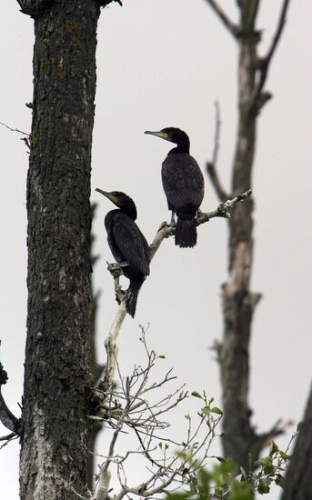 Cormorant on Red List of Endangered Species of Russia