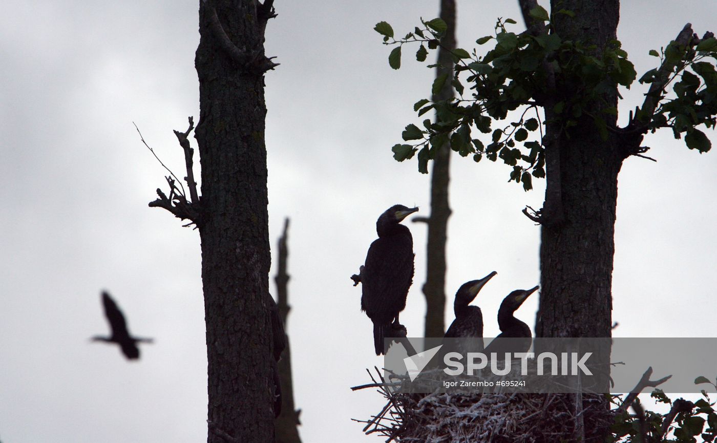 Cormorant on Red List of Endangered Species of Russia