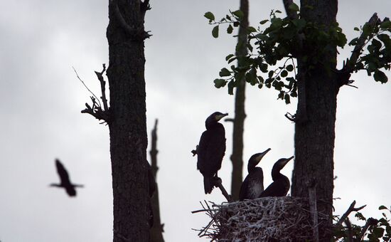 Cormorant on Red List of Endangered Species of Russia