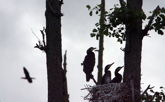 Cormorant on Red List of Endangered Species of Russia